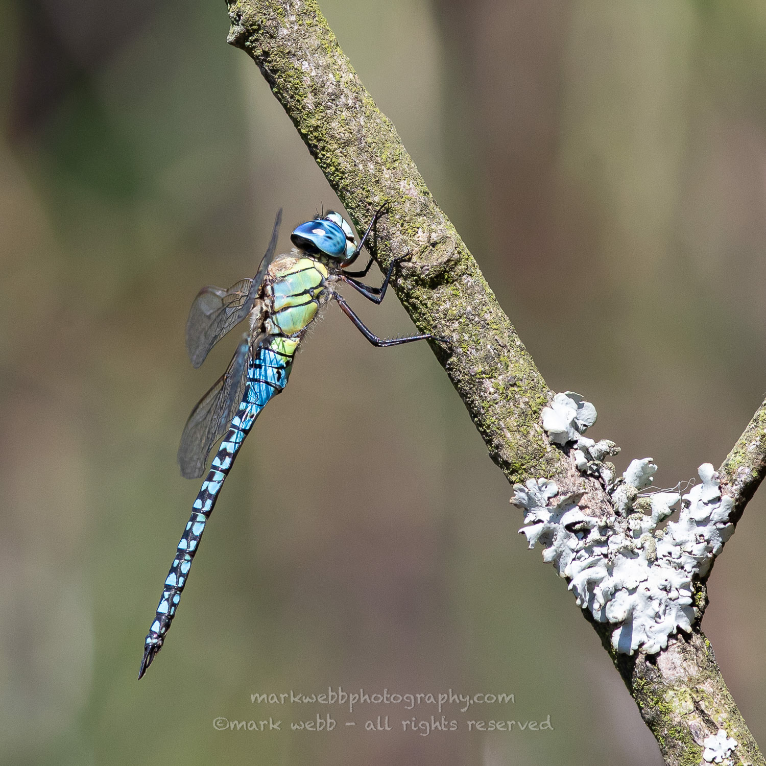 Male
