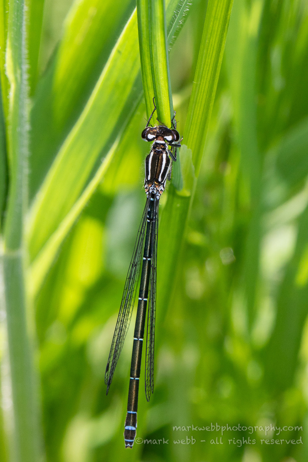 Female