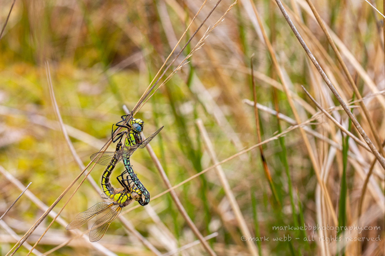 Mating