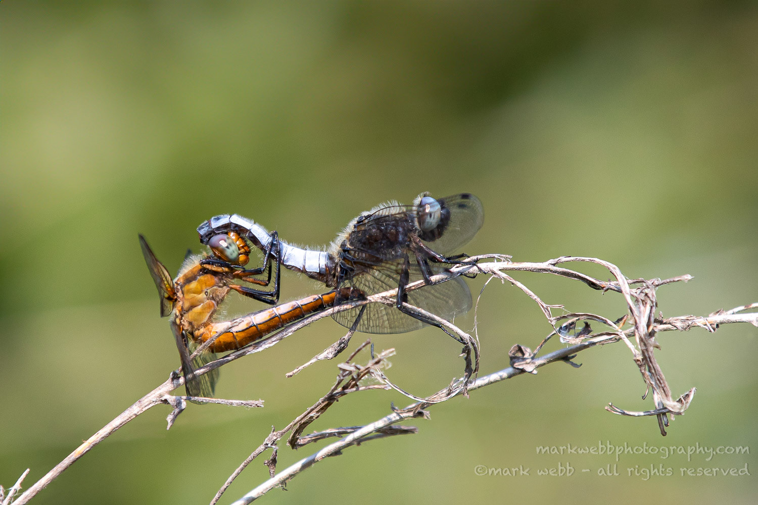 Mating