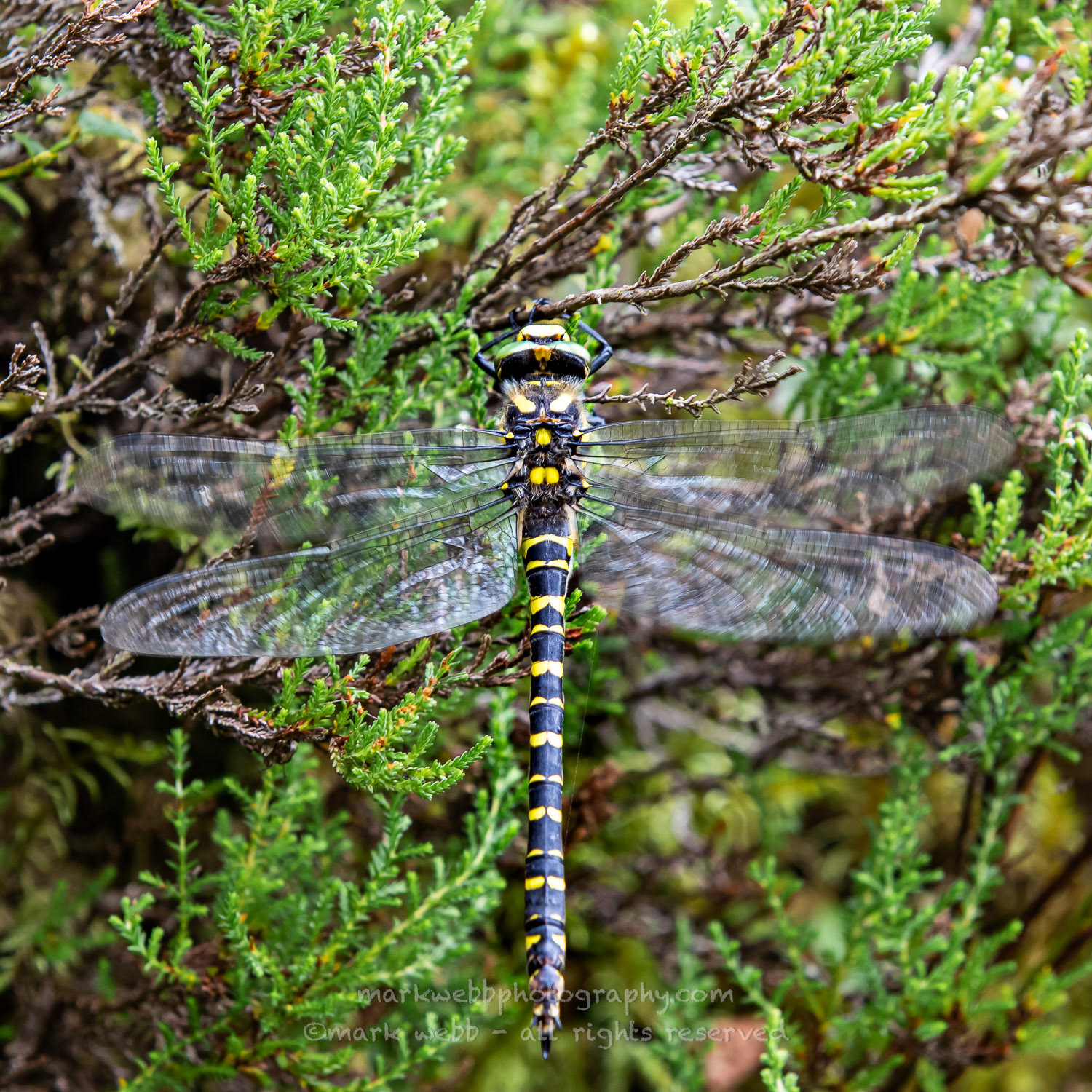Female (Warming up Wings)
