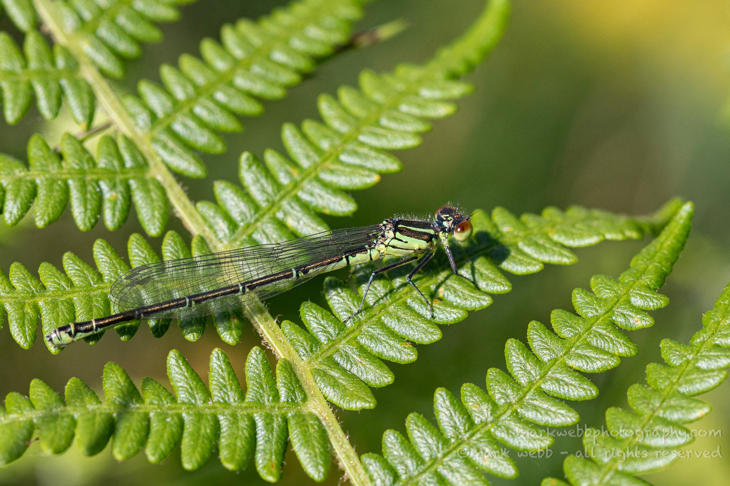 Female