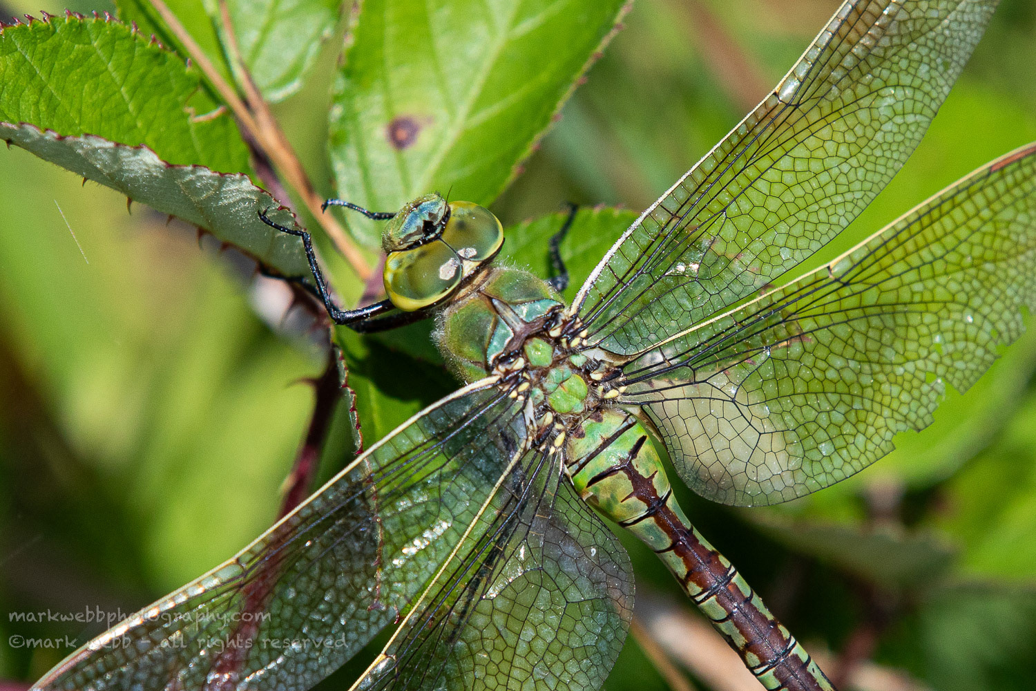 Female