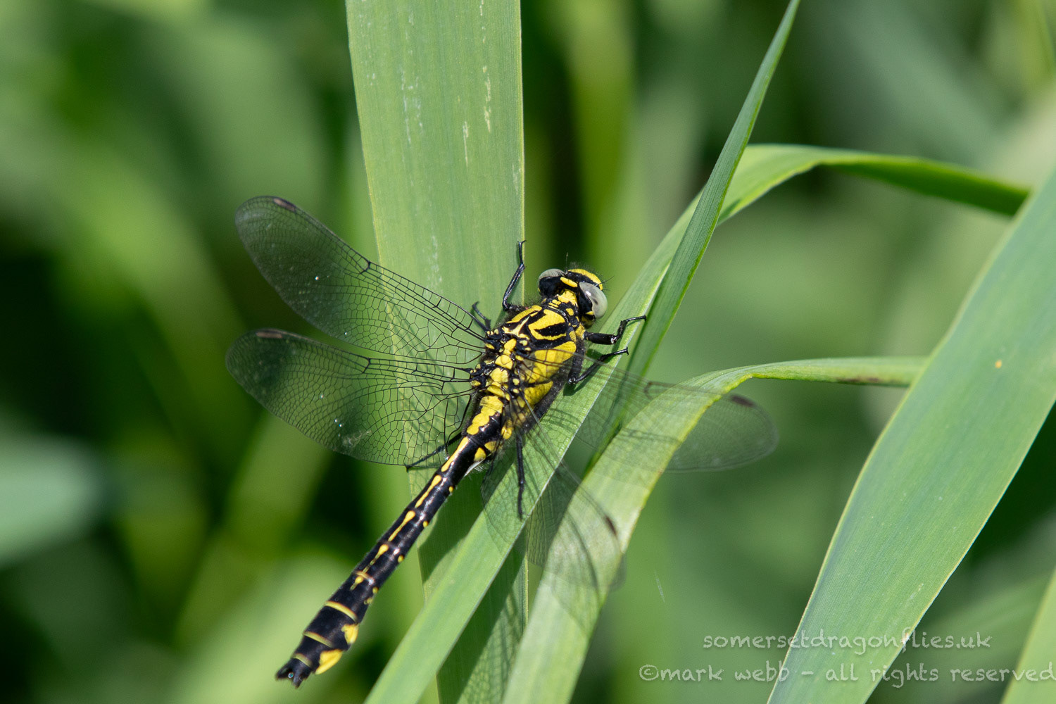 Male (Immature)