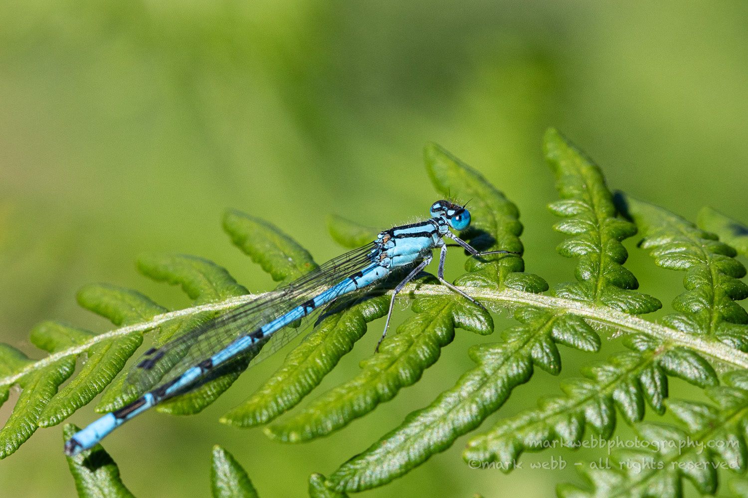 Male