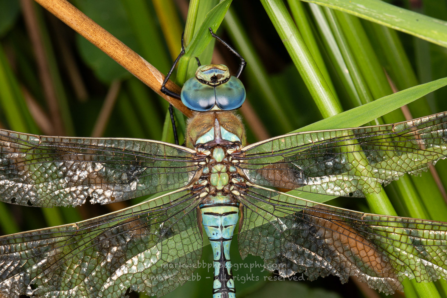 Male (Elderly)