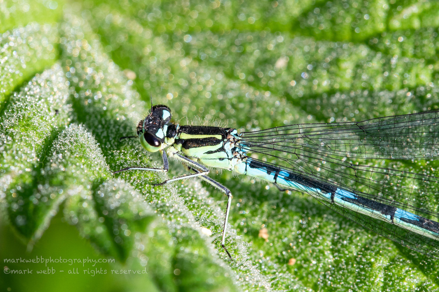 Female (Blue Form - turning green)