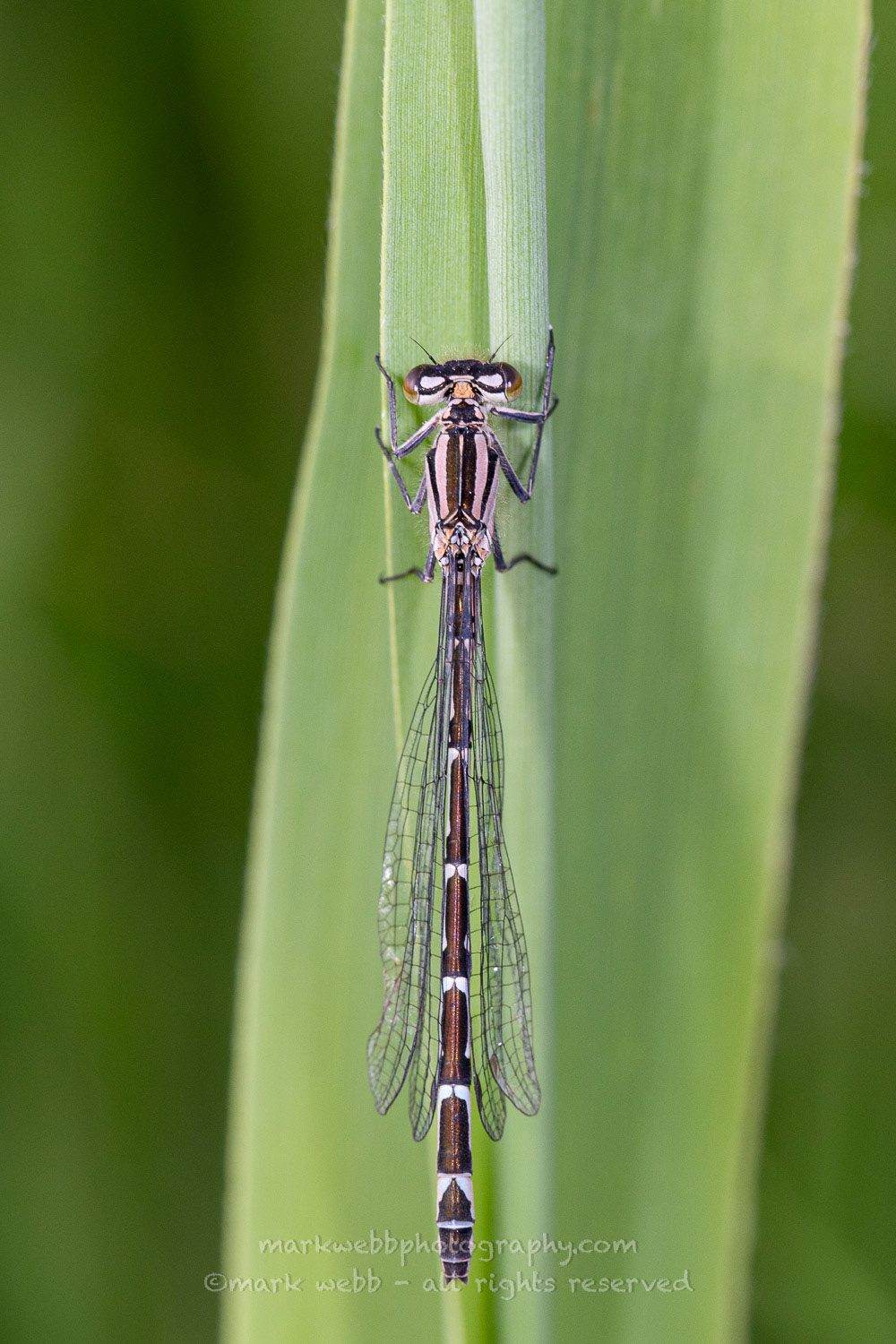 Female (Teneral / Newly Emerged)