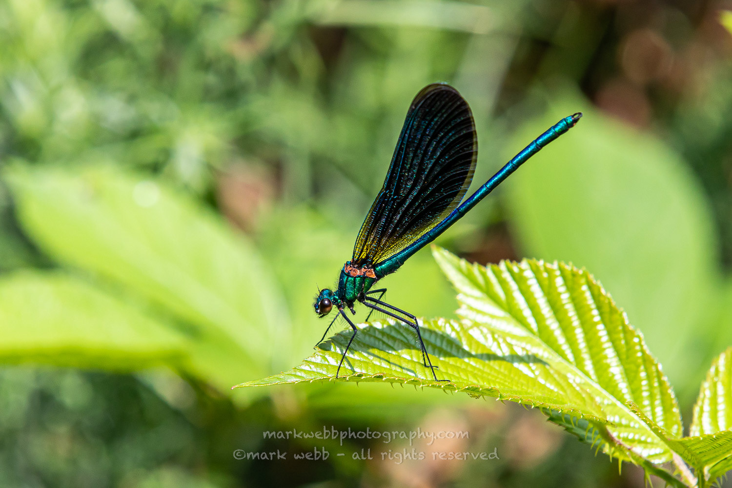 Male