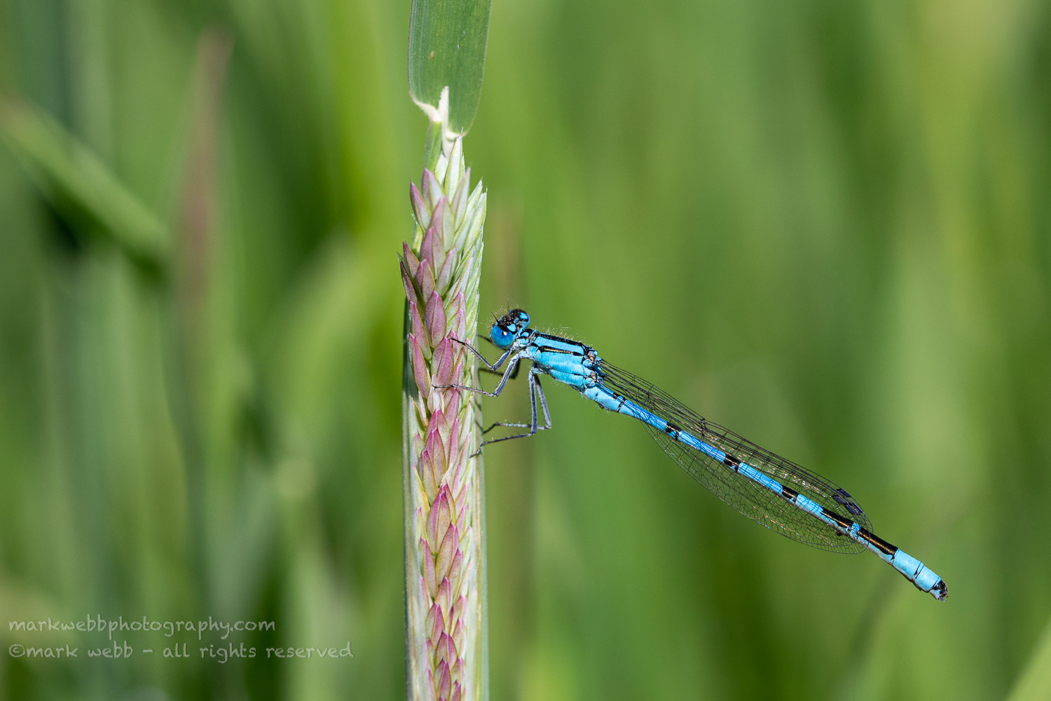 Male