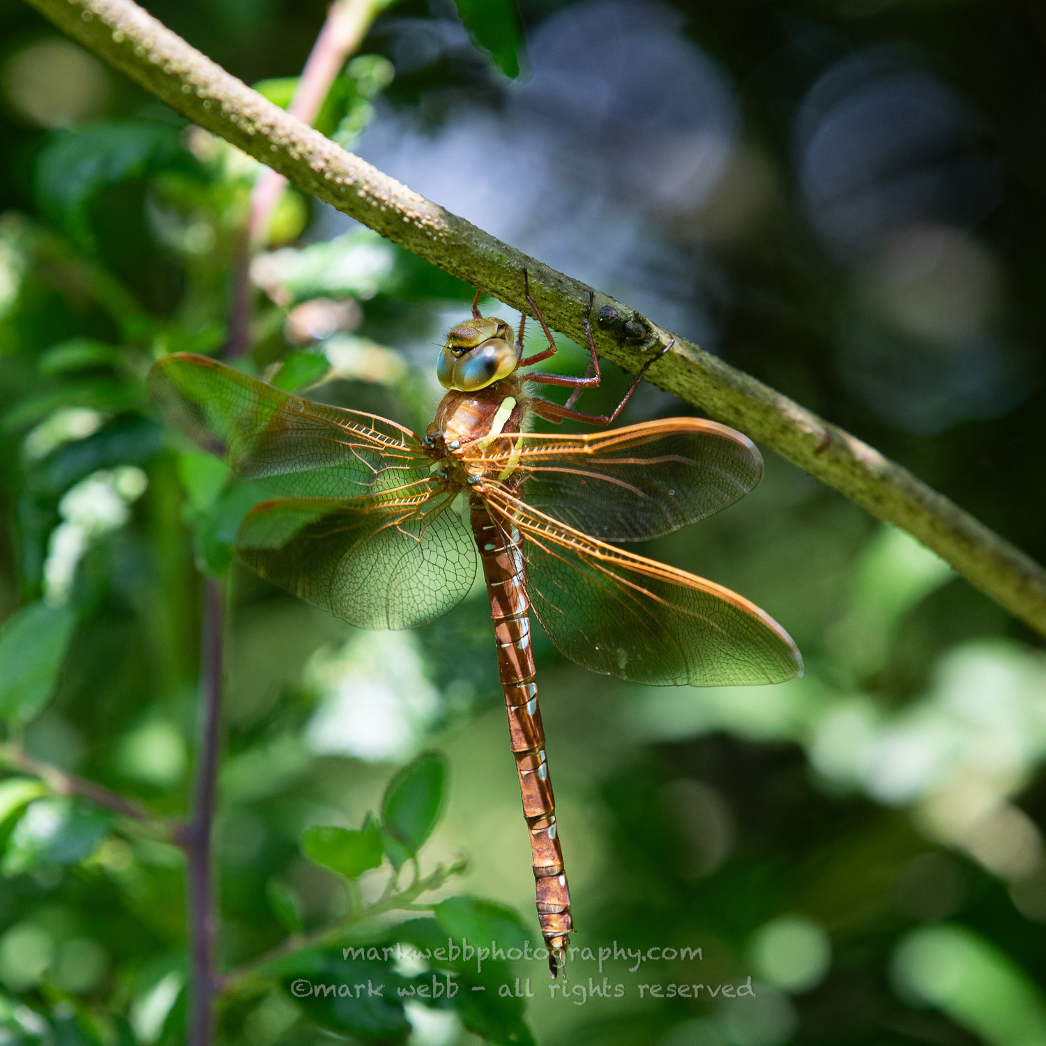 Female