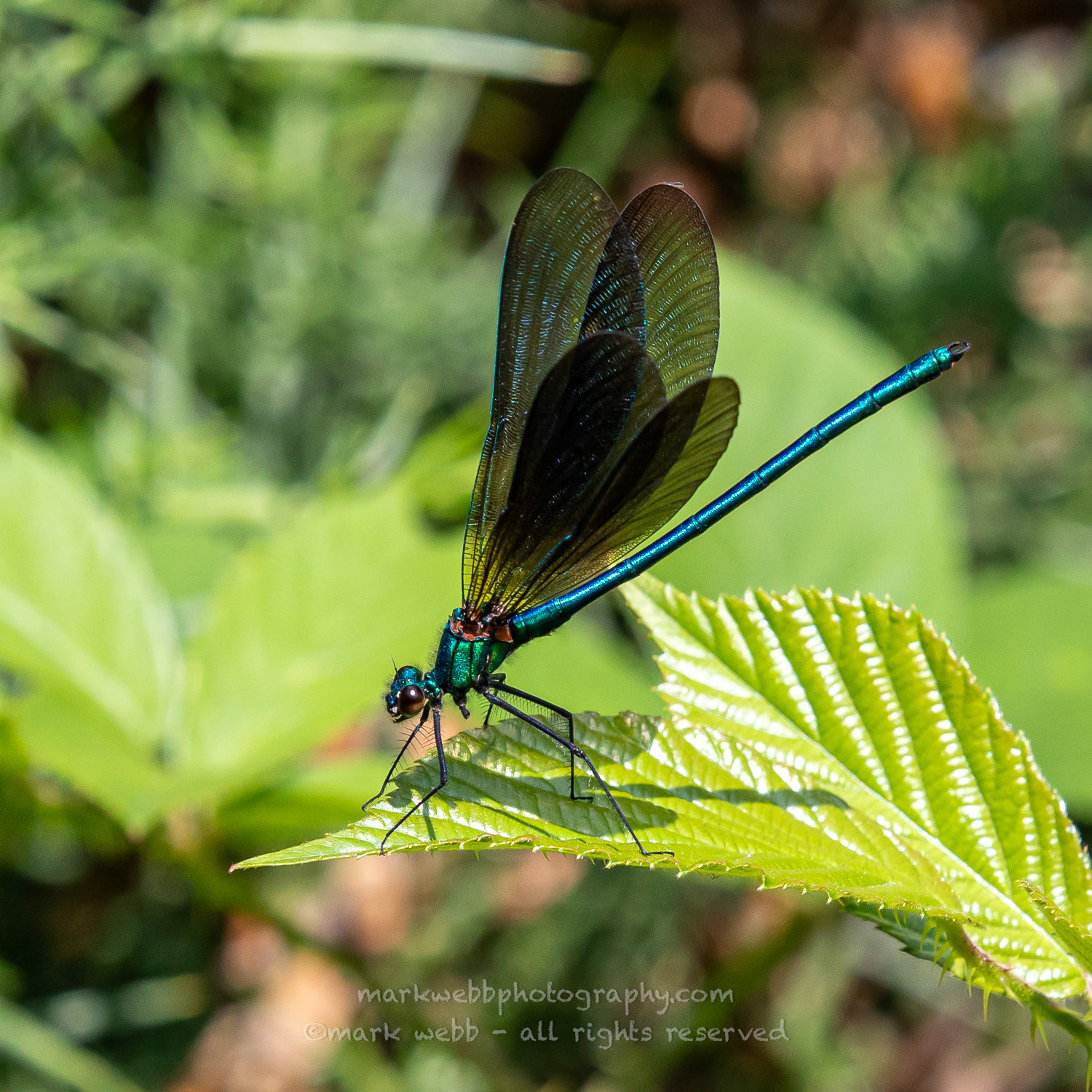 Male