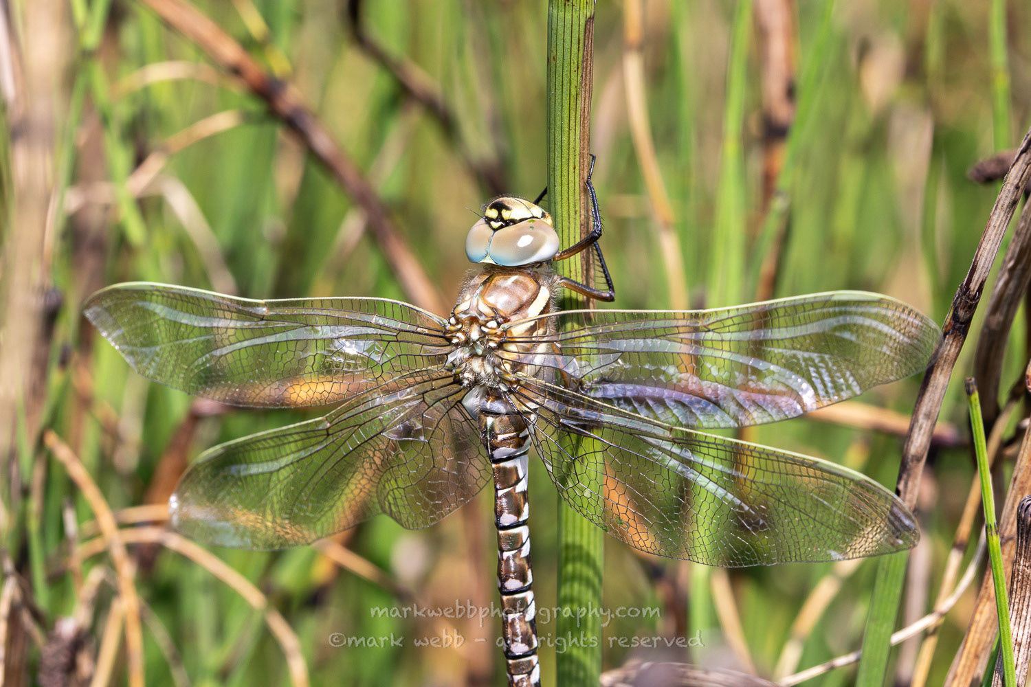 Female (Teneral / Newly Emerged)