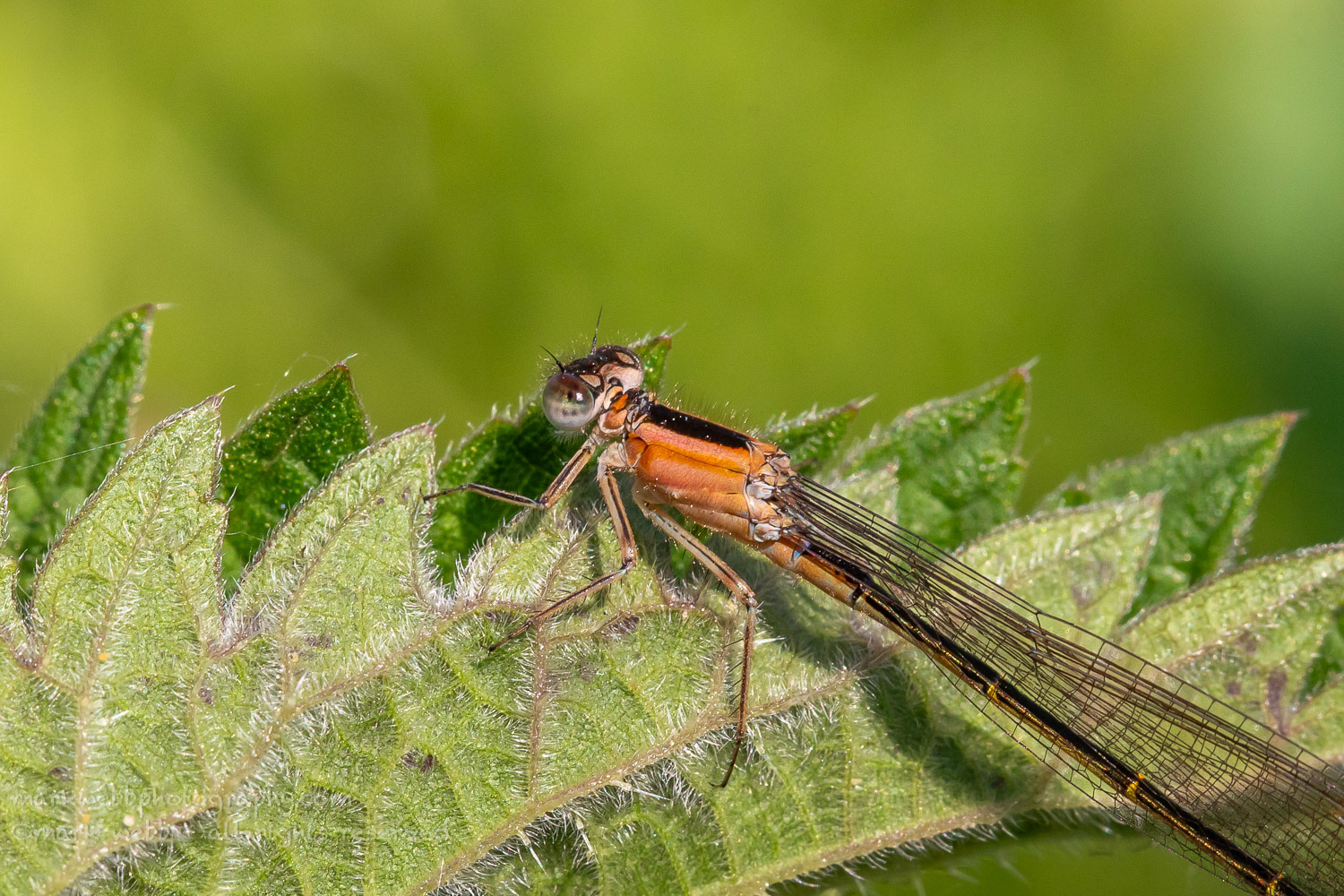 Female (rufescens)