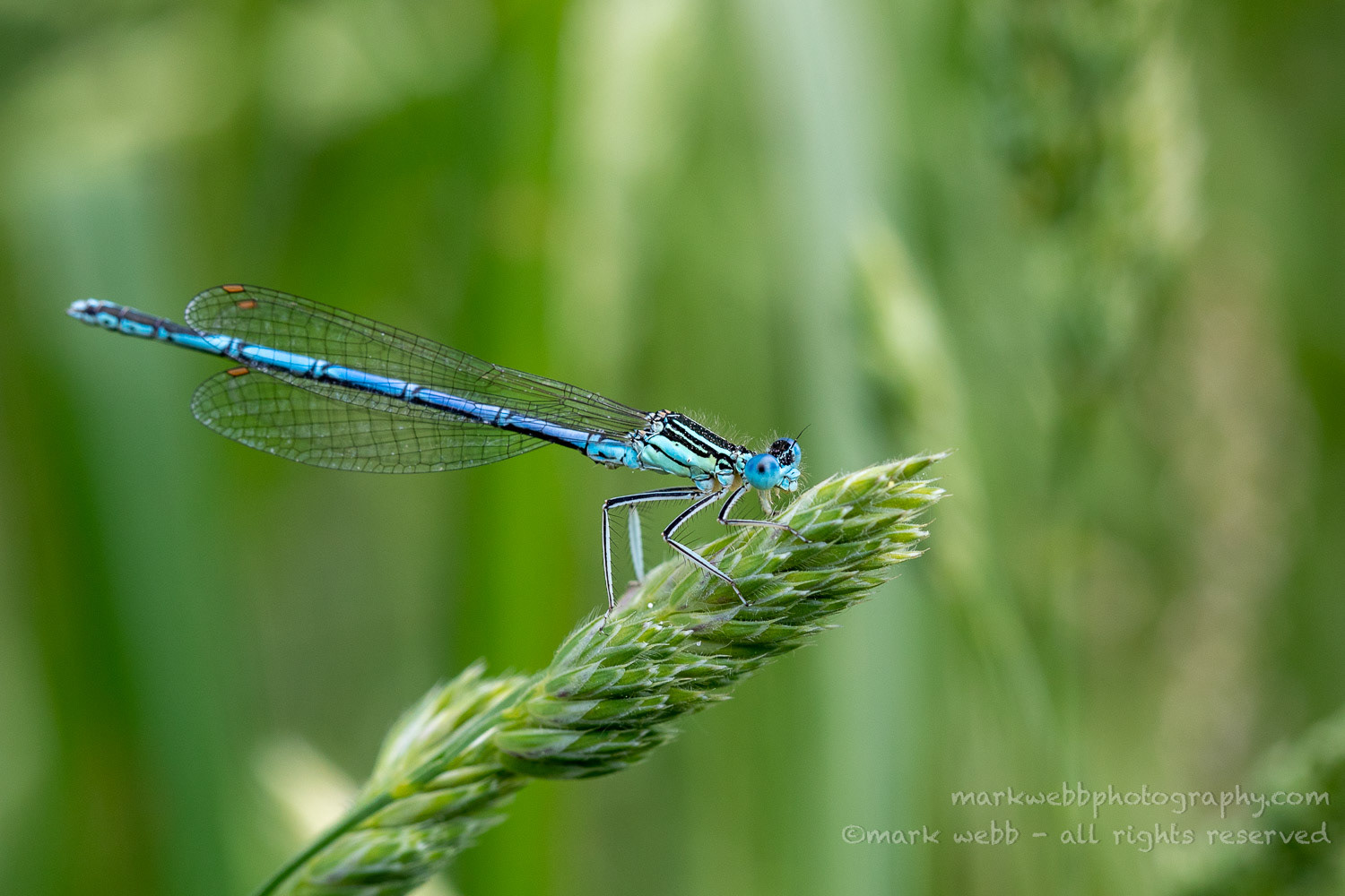 Male