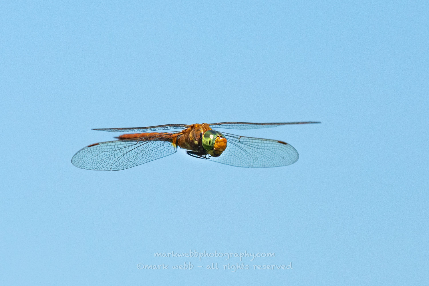 Male