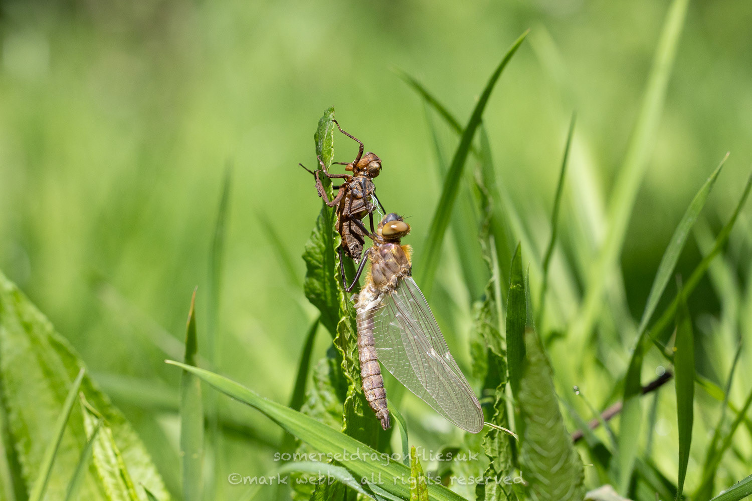 Emerging