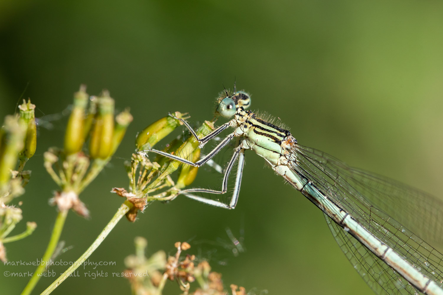 Female