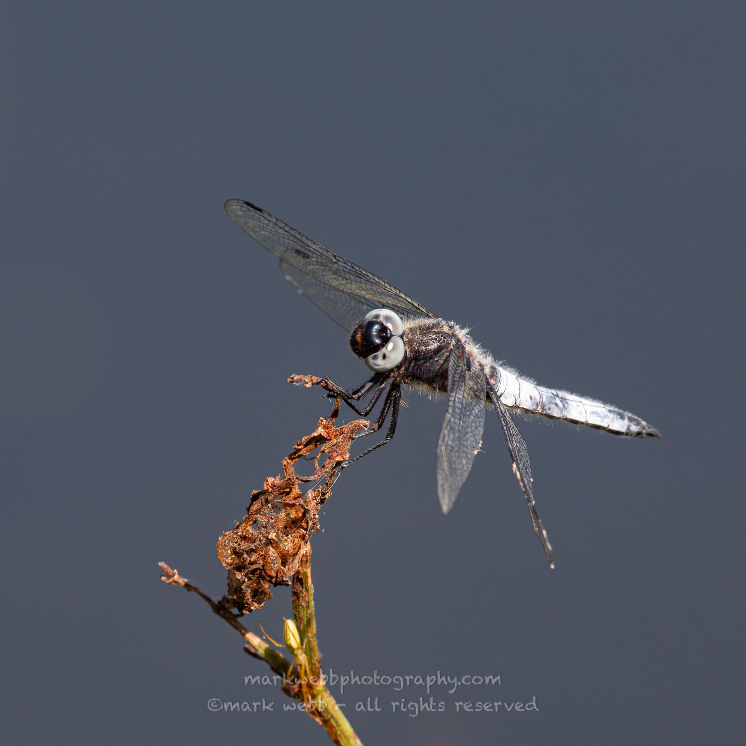 Male