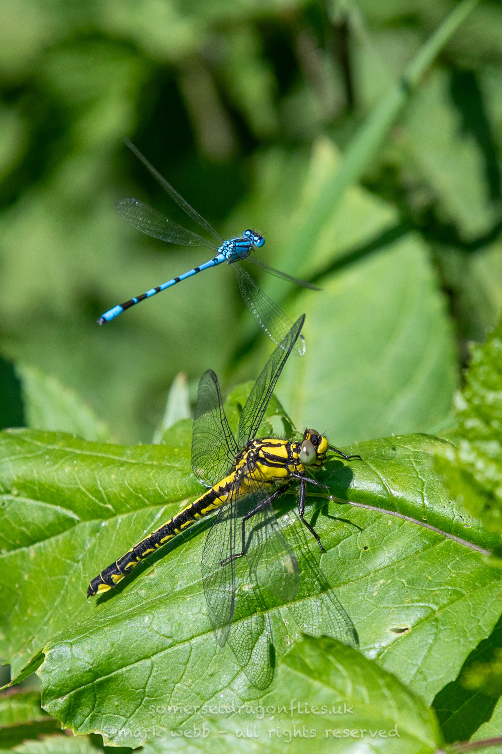 Female (Immature) being buzzed by a common damselfly