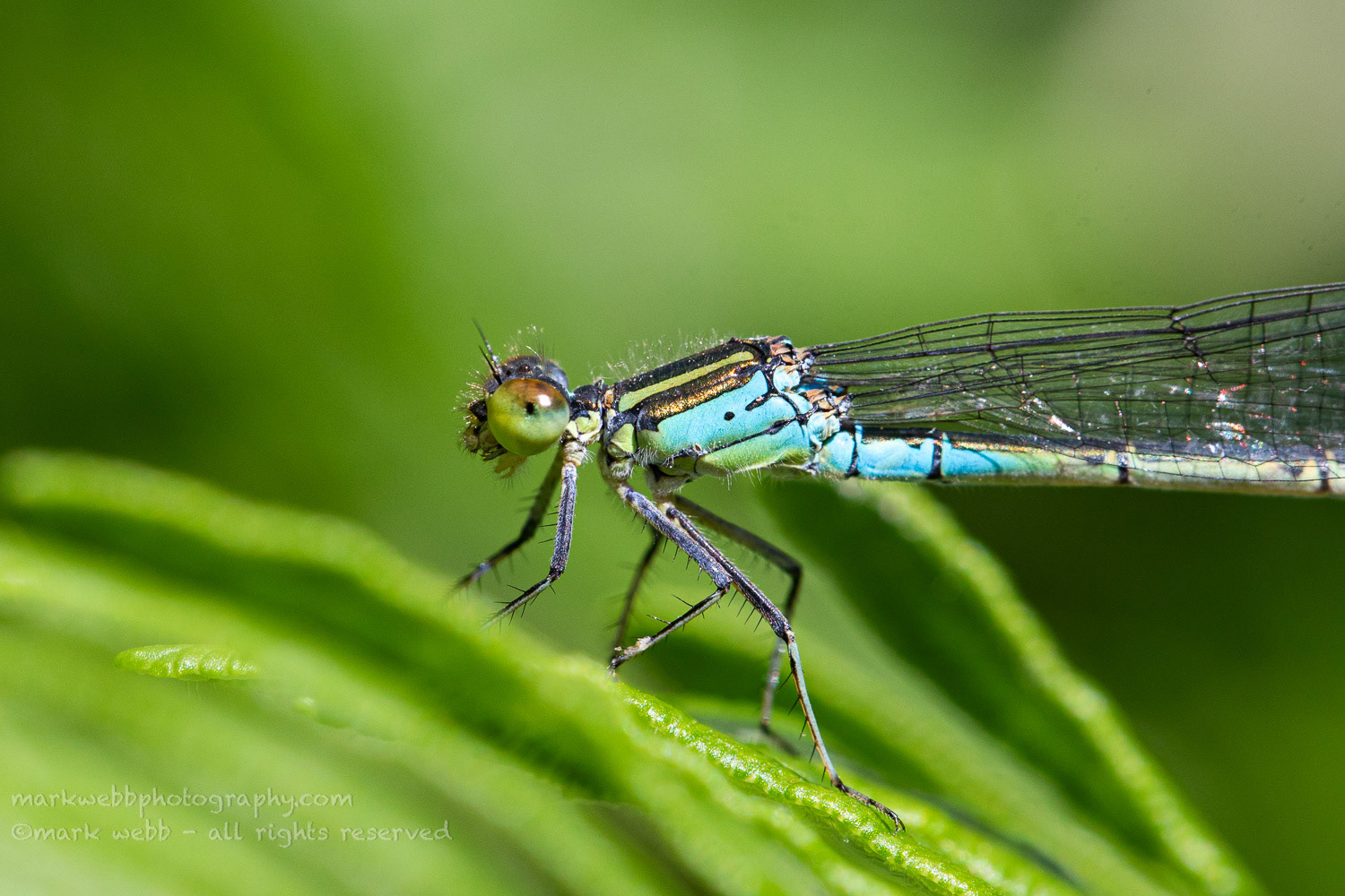 Female