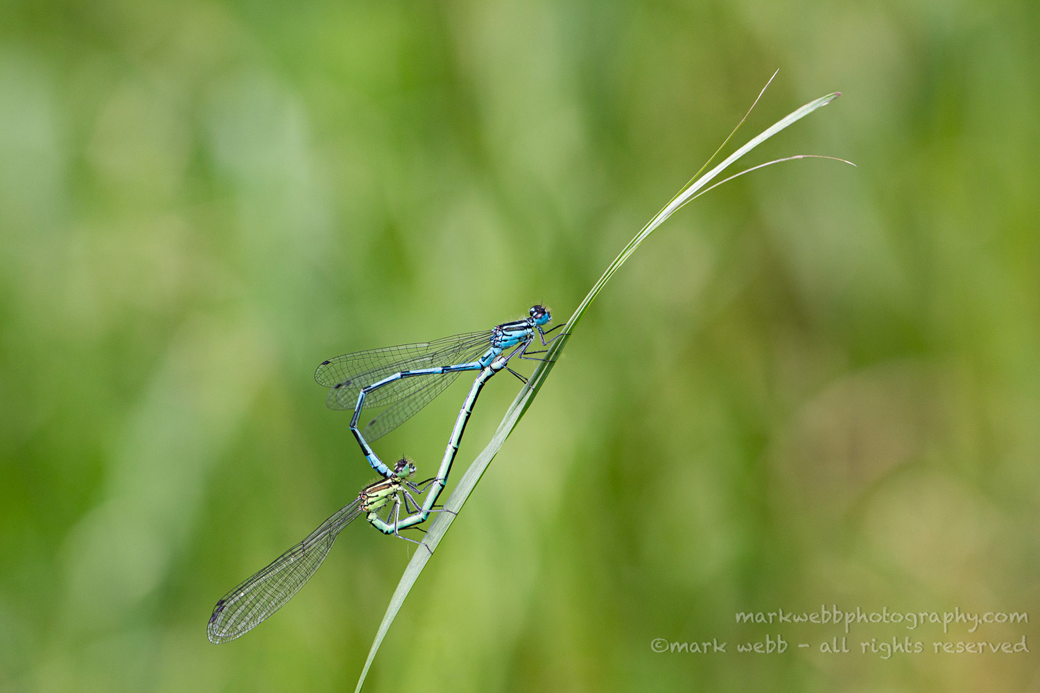 Mating