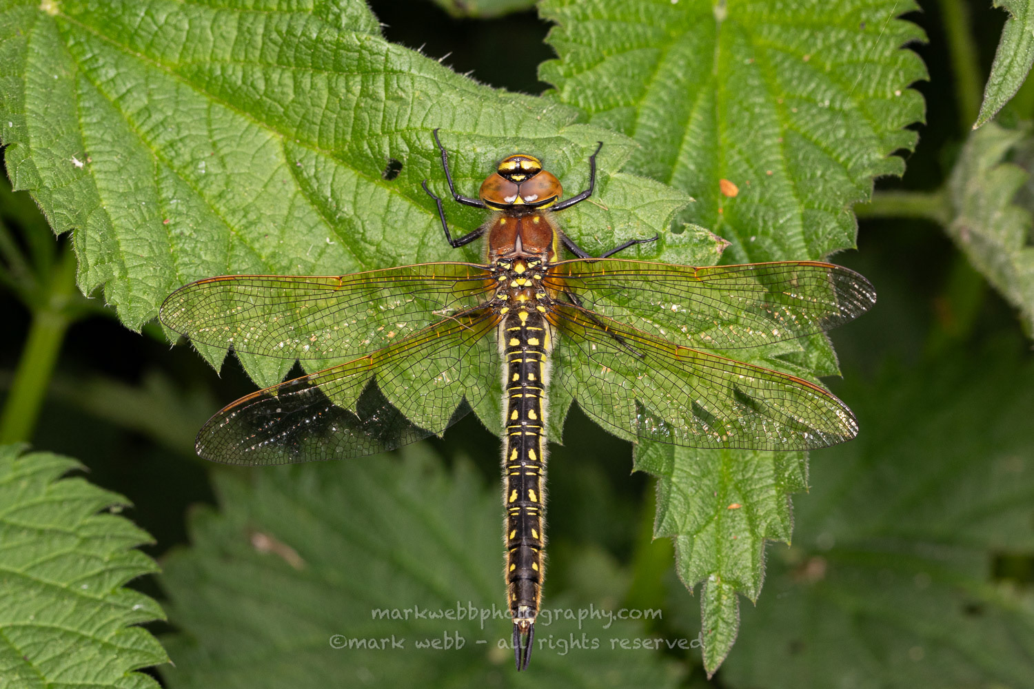 Female