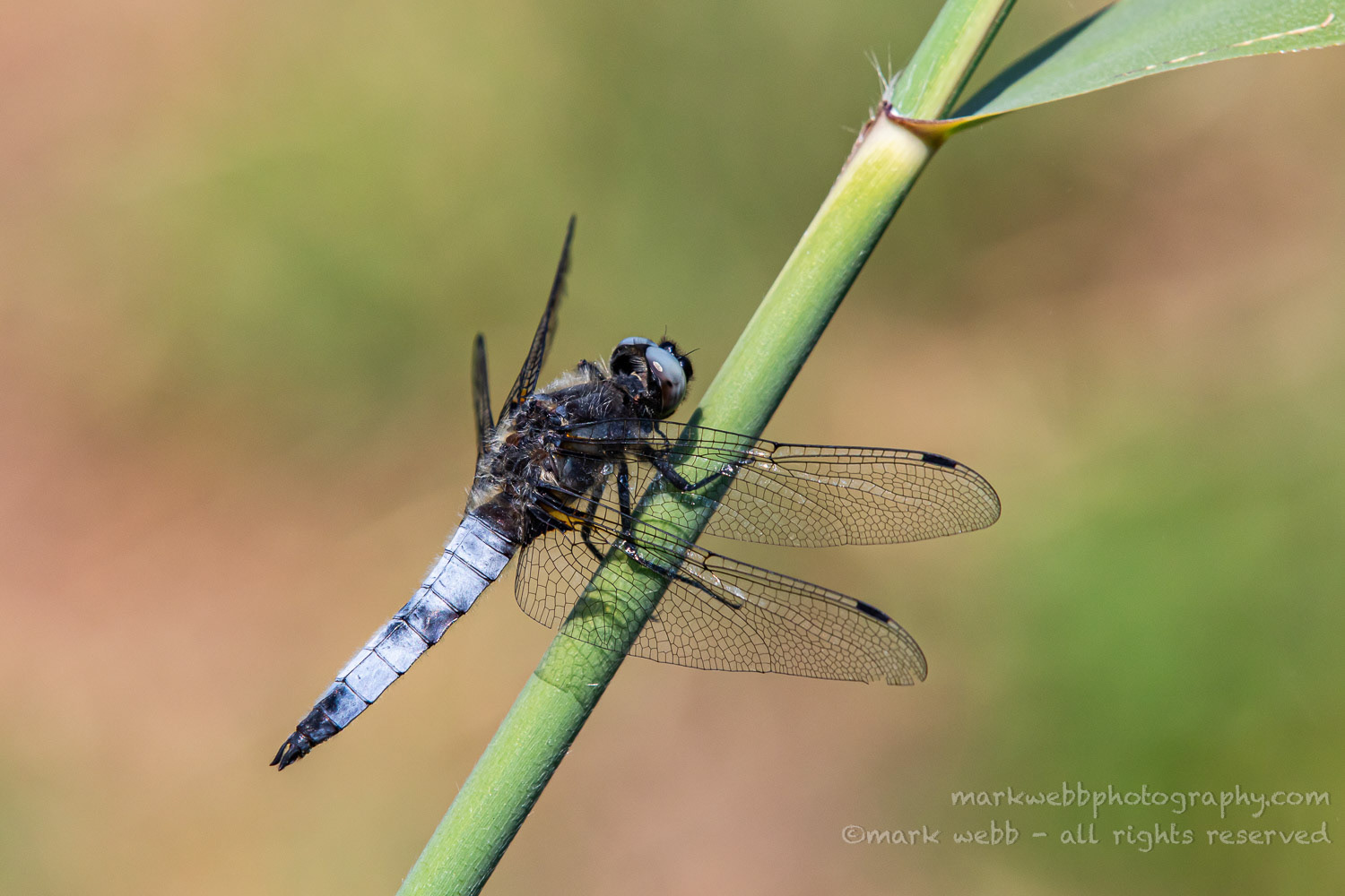 Male