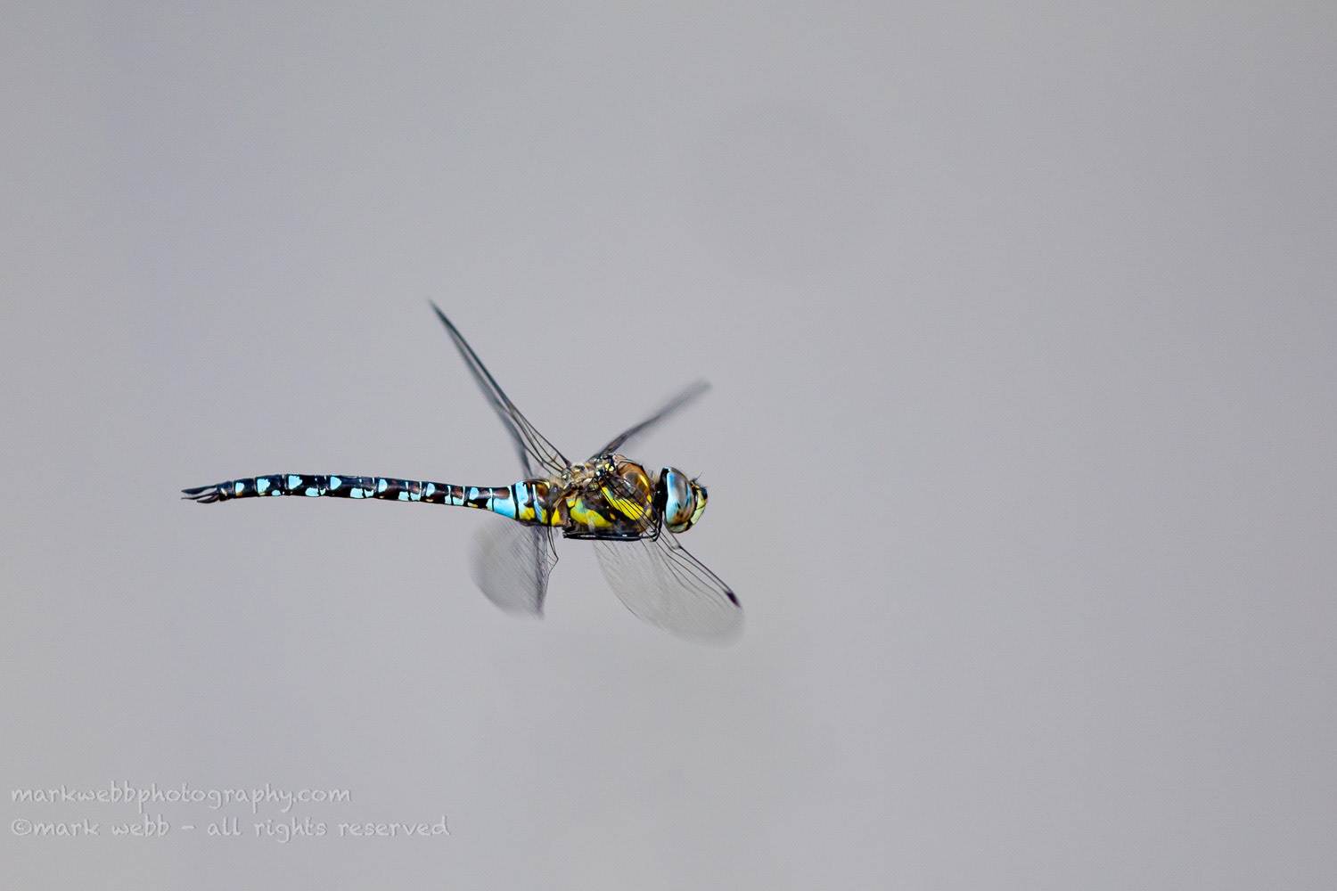 Male