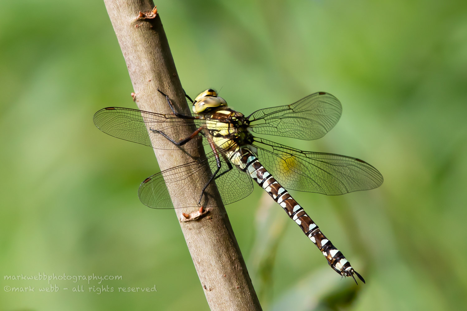 Female (Immature)