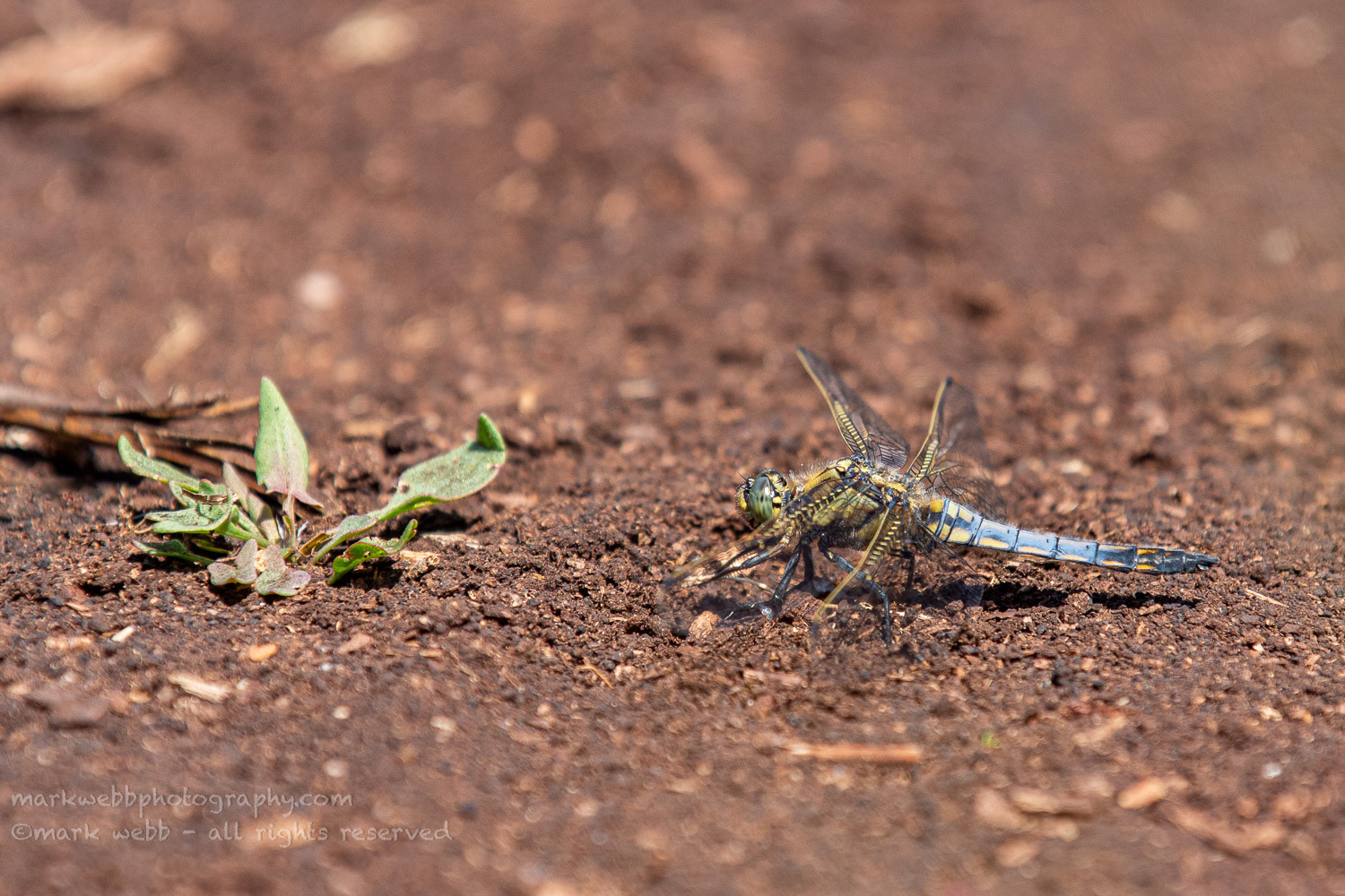 Male (Getting Blue Colouration)