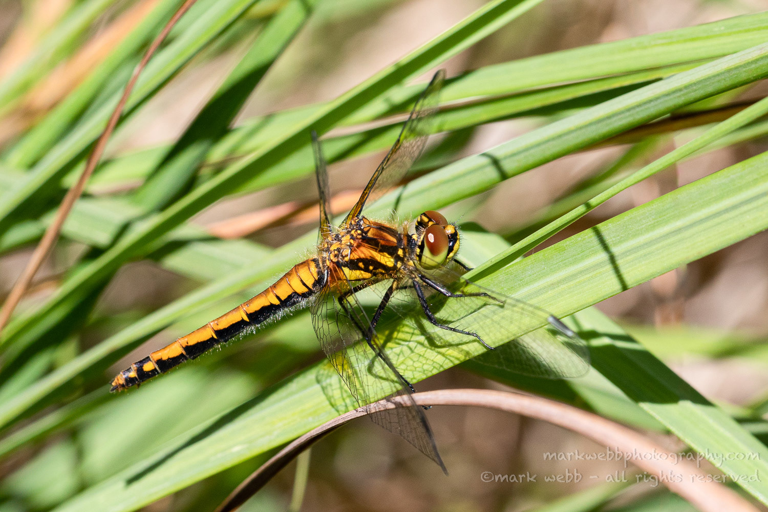 Female