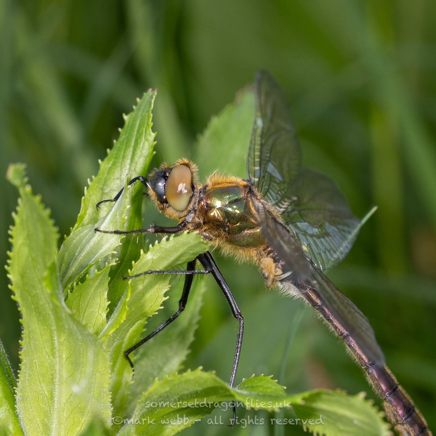 Male (Teneral)