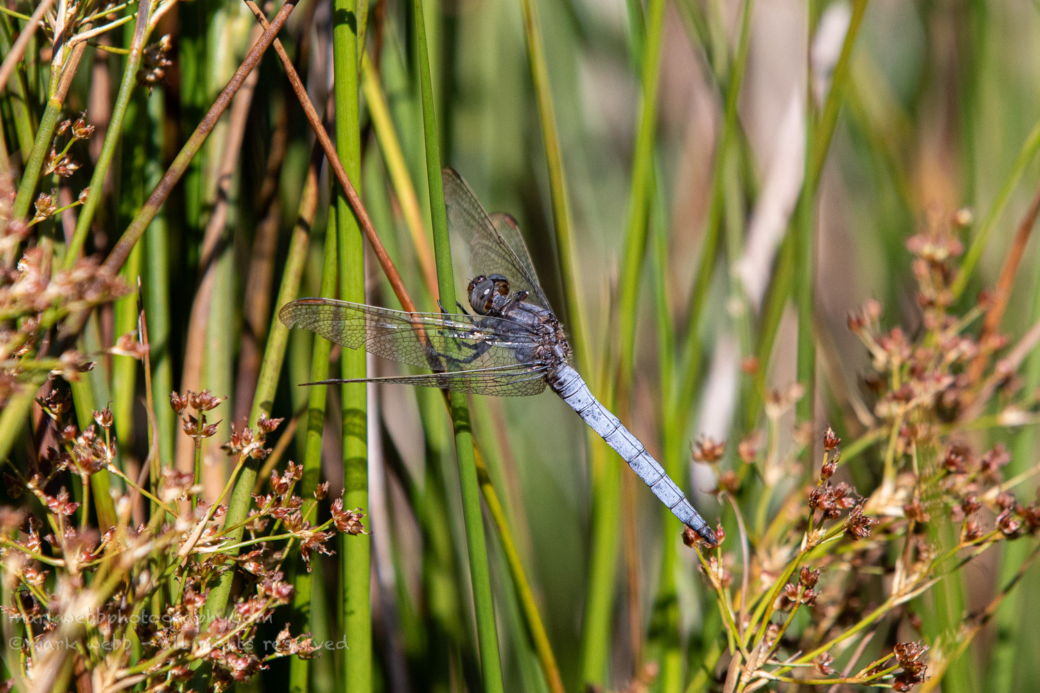 Male