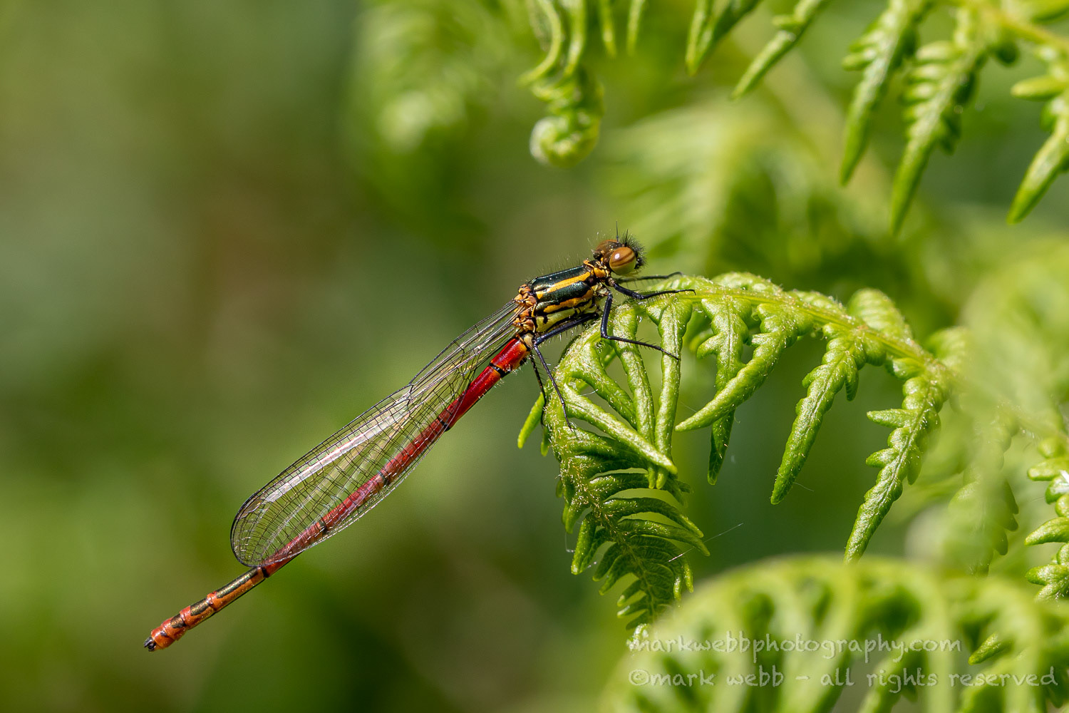 Male