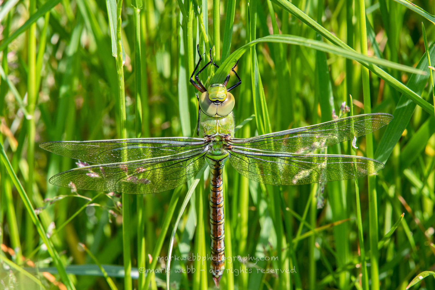 Female (Teneral / Newly Emerged)