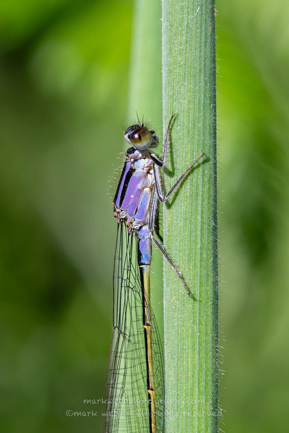 Female (violacea)