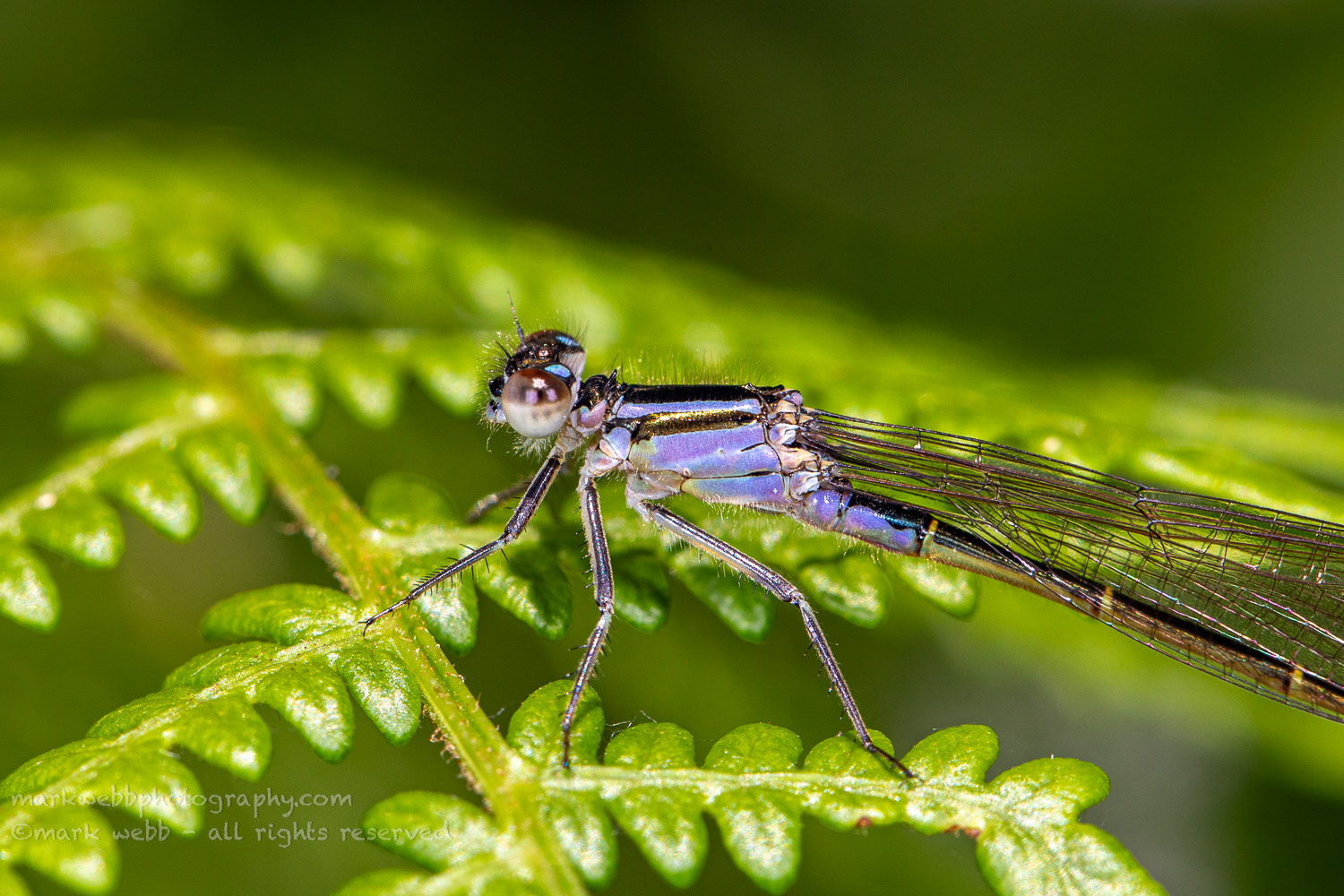 Female (violacea)