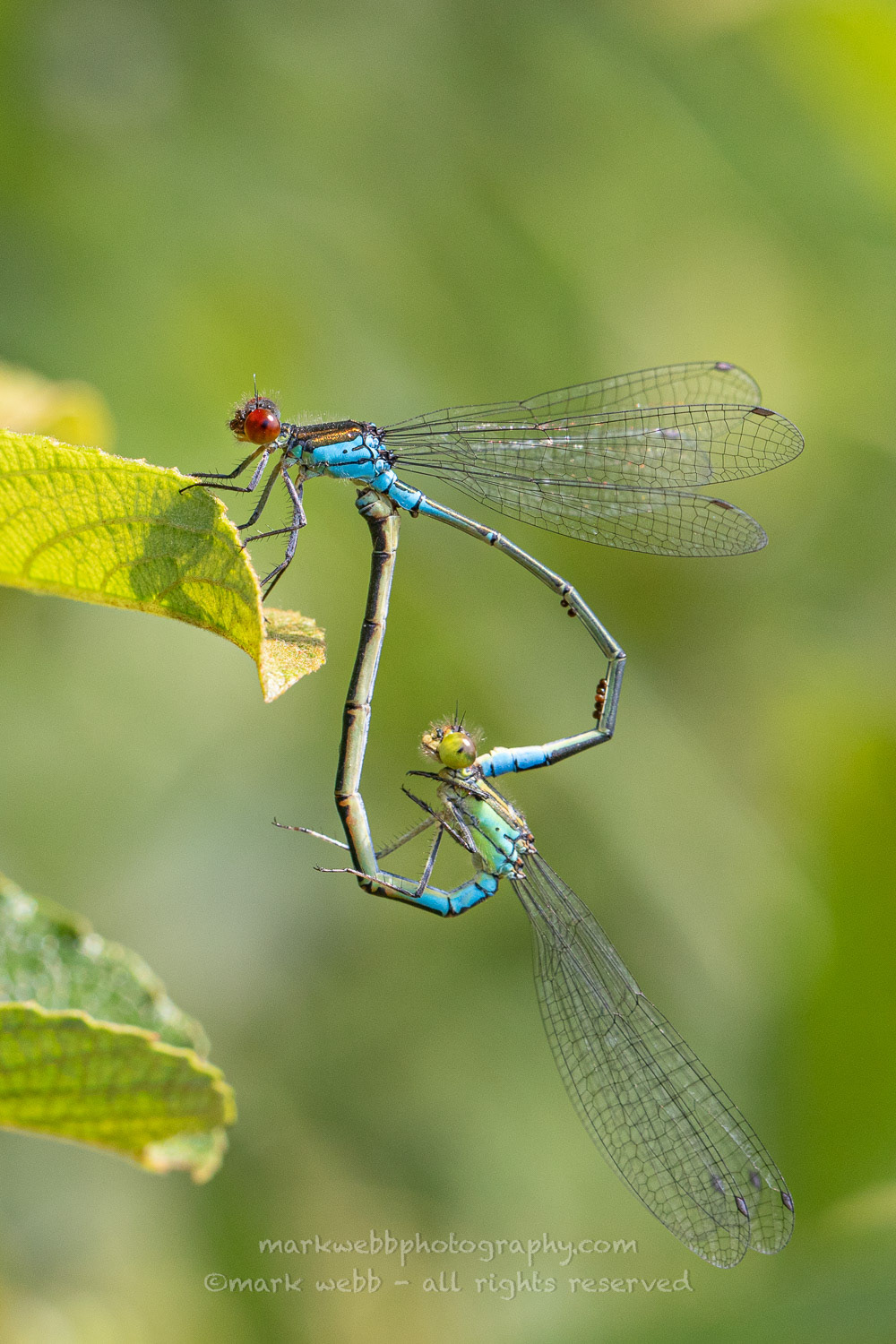 Mating