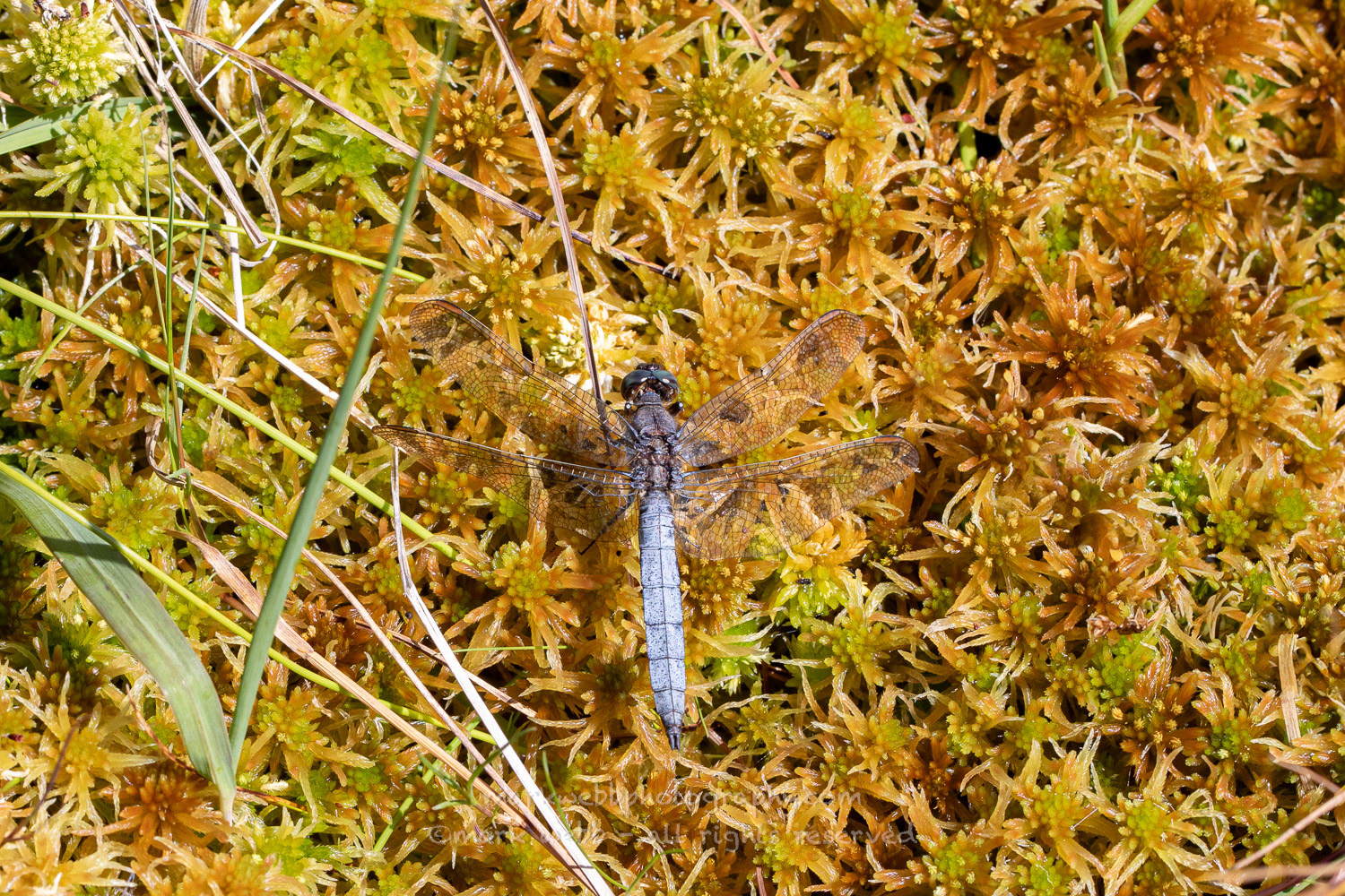 Male