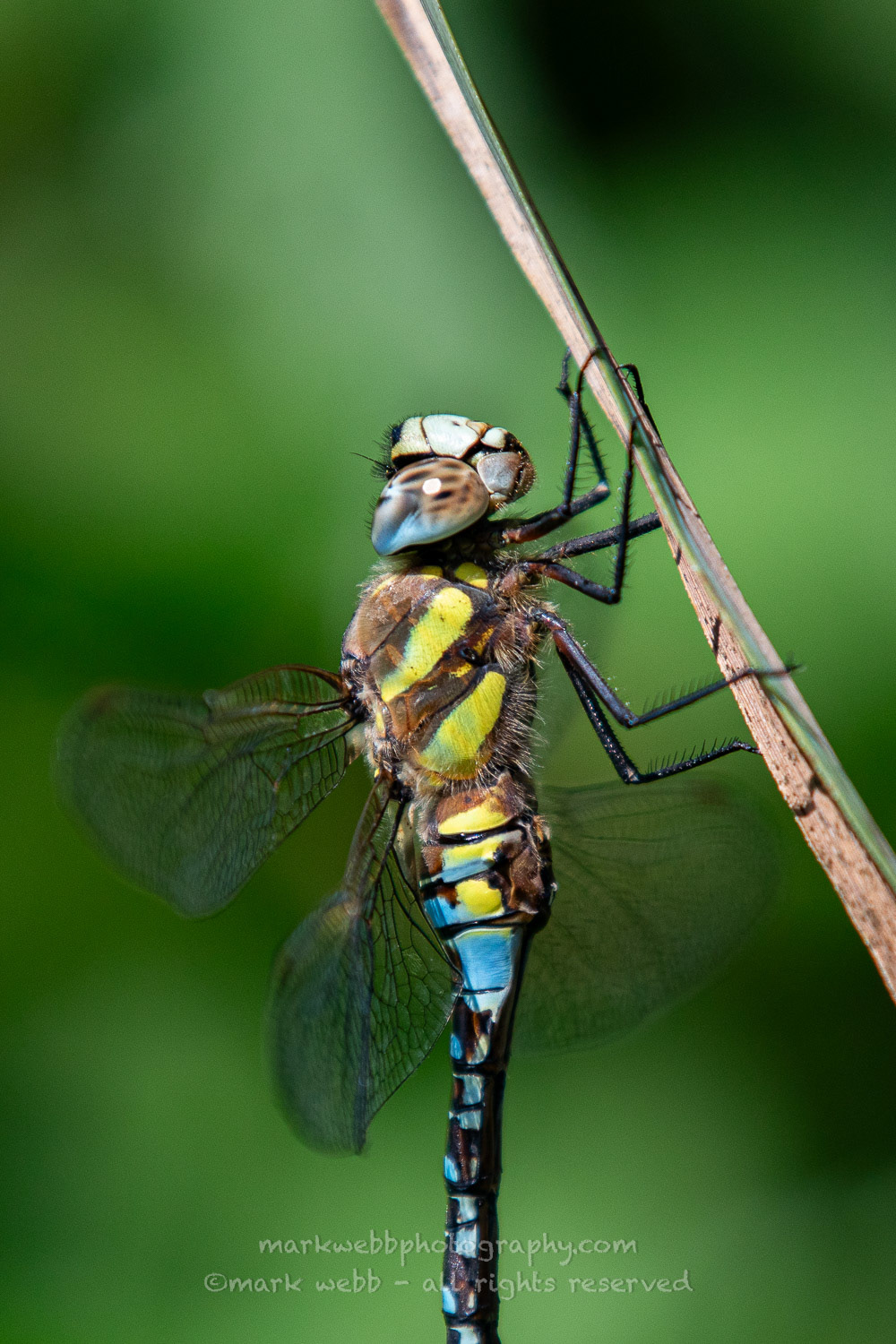 Male
