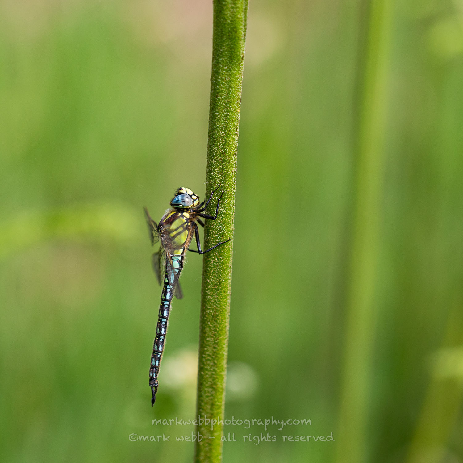 Male