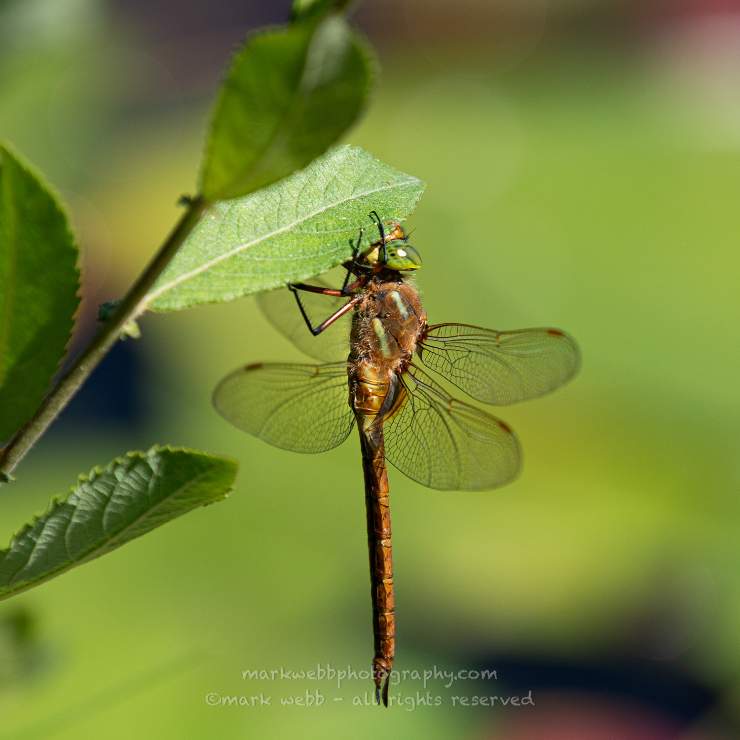 Male