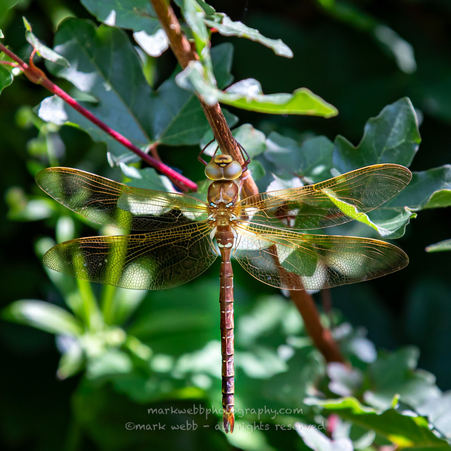 Male