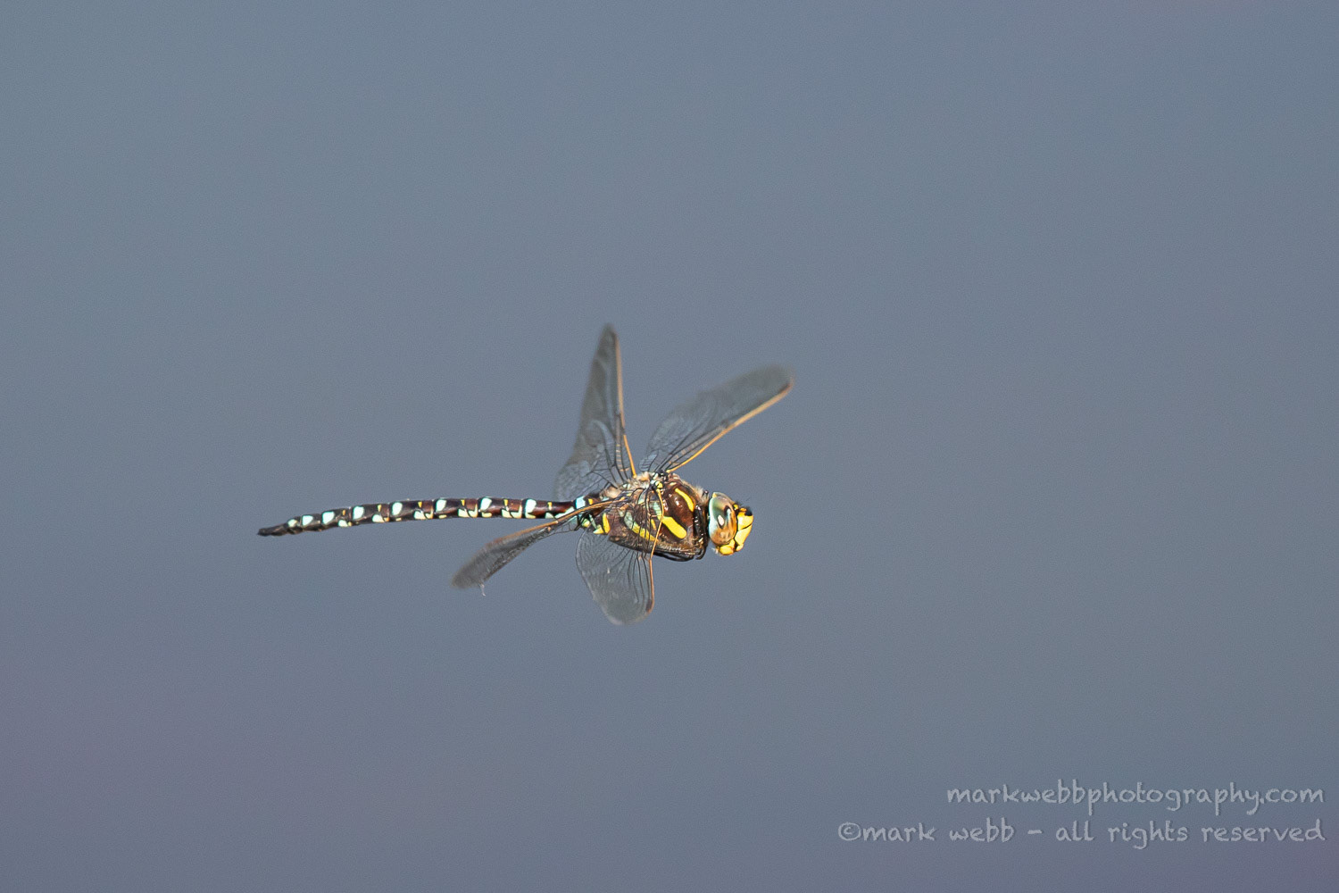 Male
