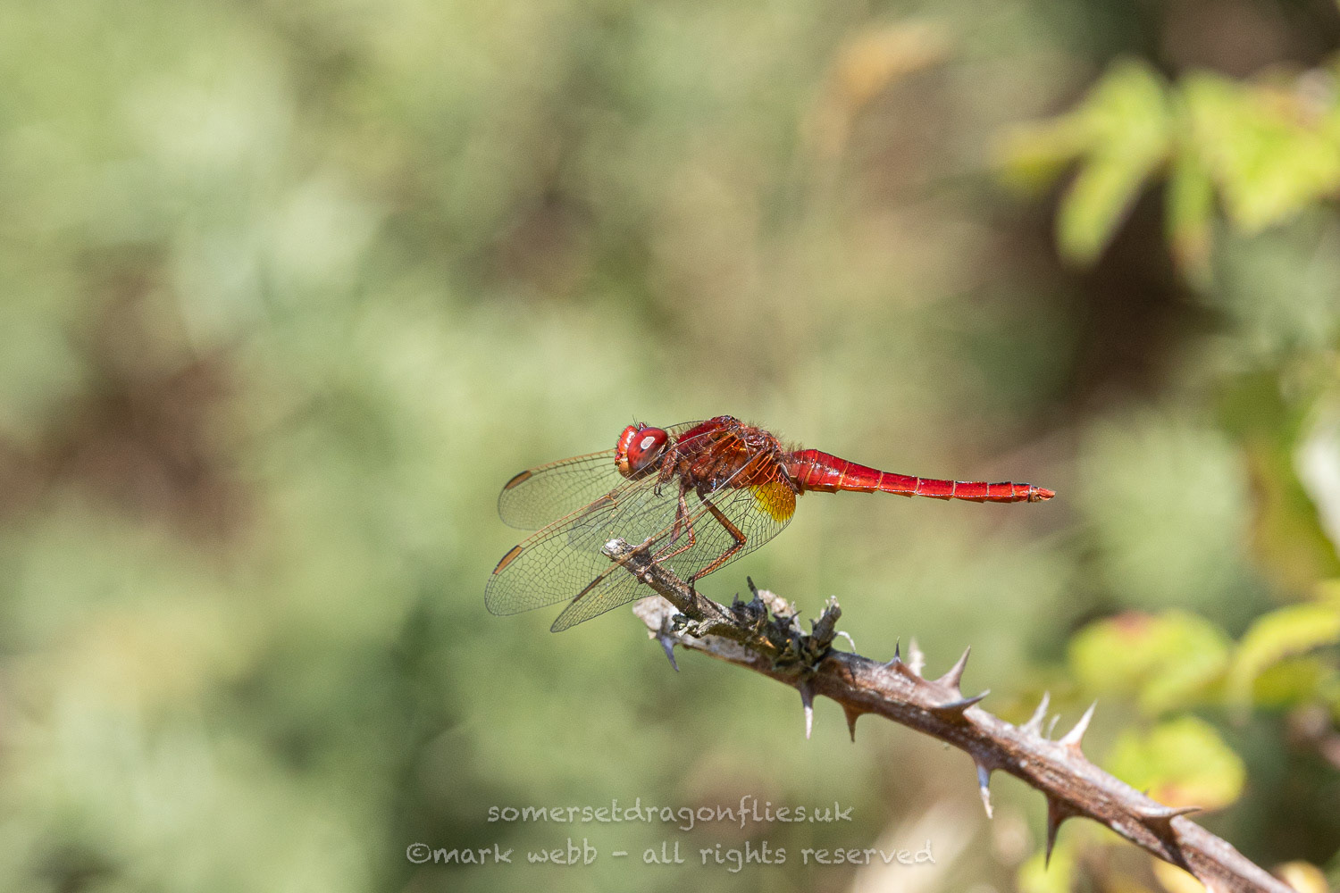 Male (eying up some food)