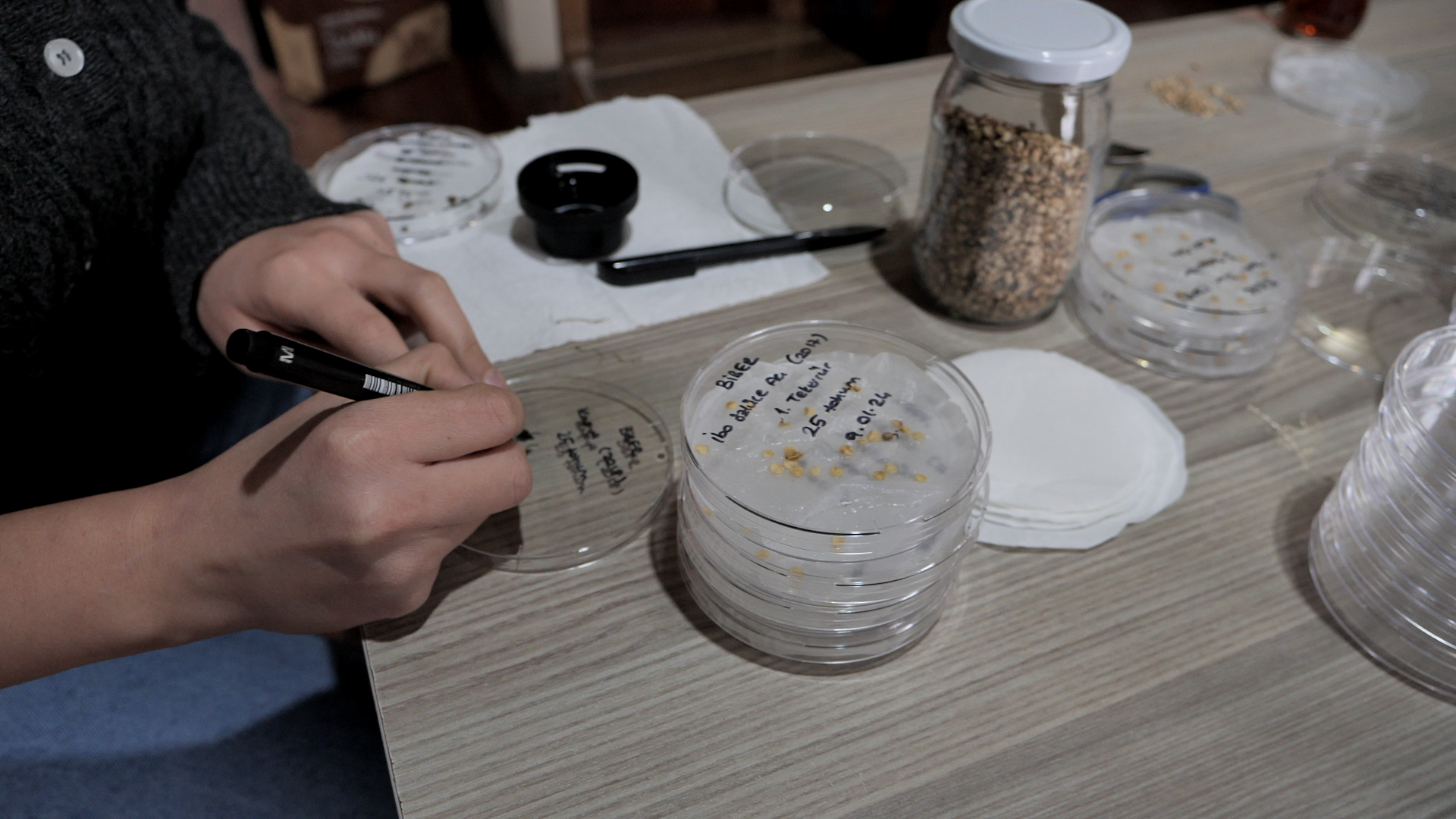 Tests de germination à Ürünlü.