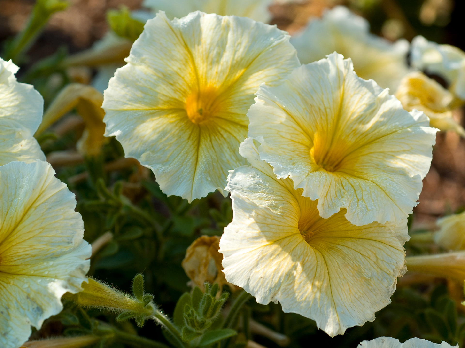 Landscaping Co. Detail