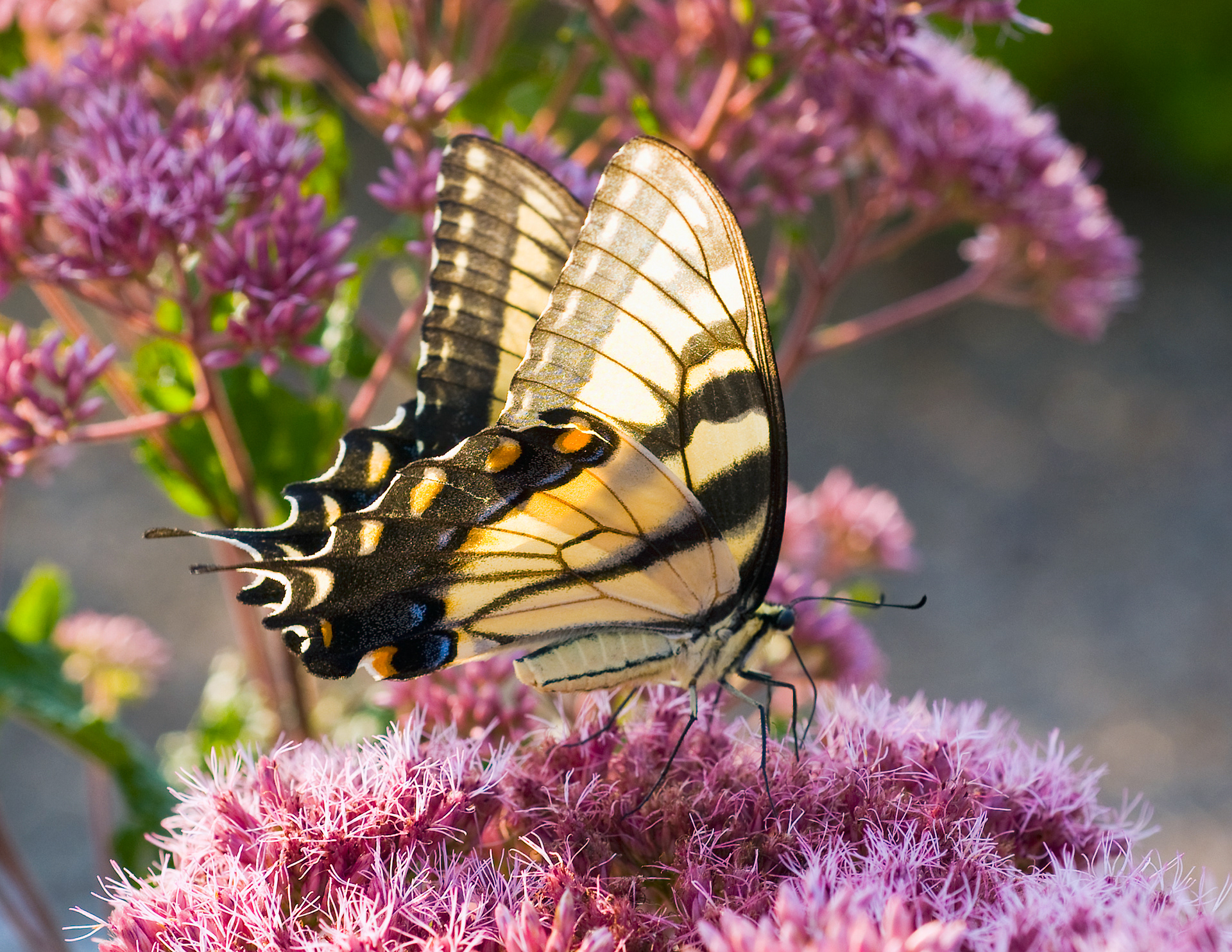 Landscaping Co. Detail