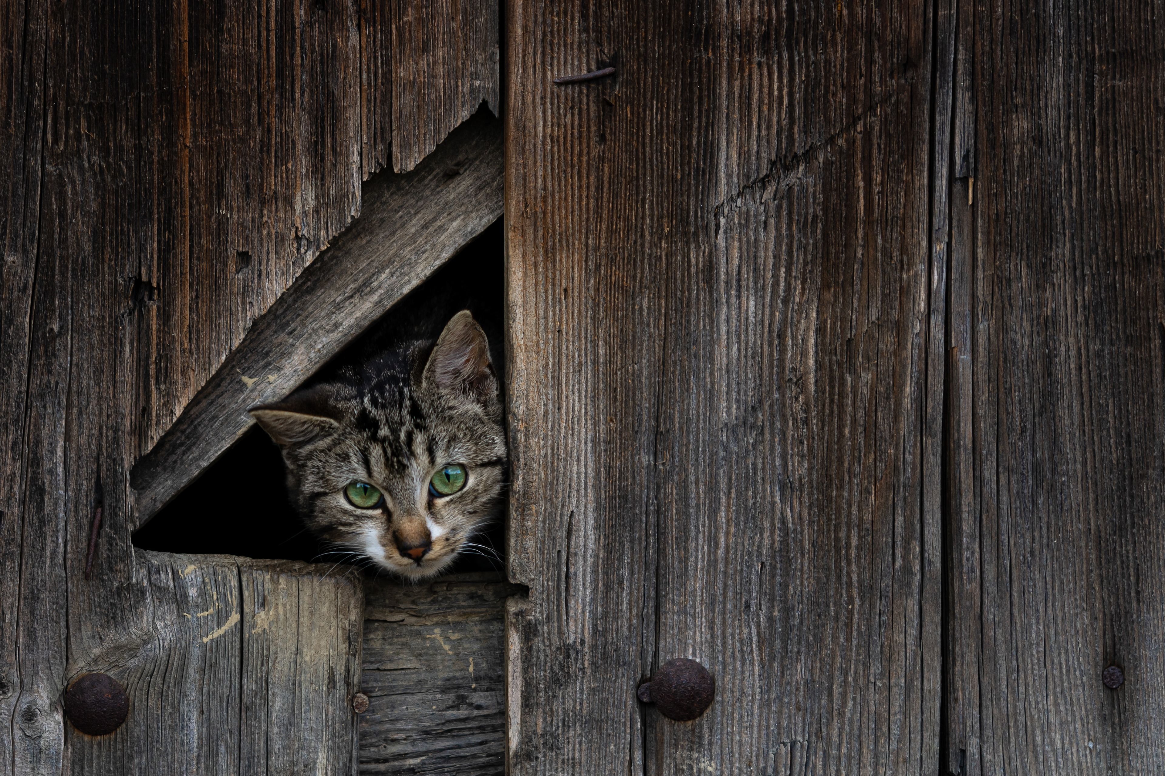 Cat staring at me